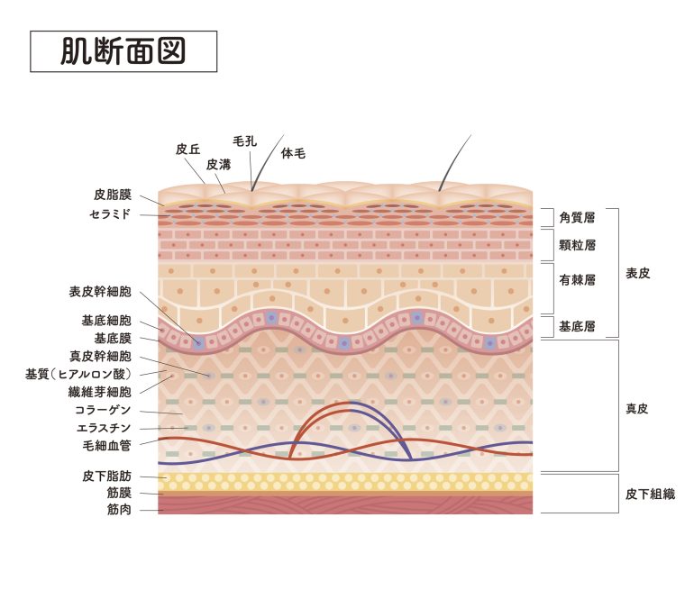 幹細胞とは